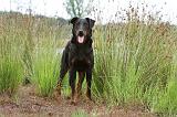 BEAUCERON 387